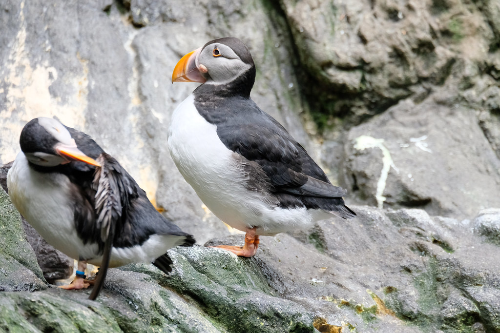 Atlantic Puffins